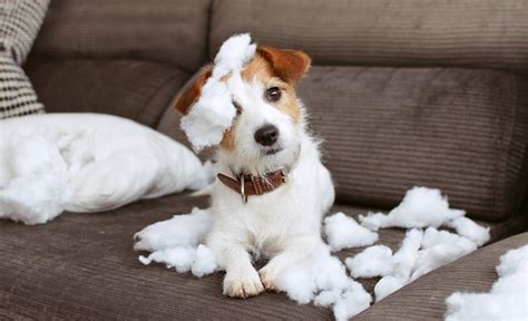  Puppies also can exhibit bad behavior when they are bored