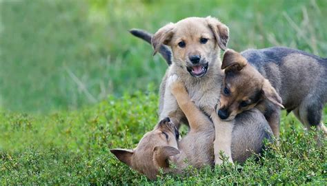 Puppies are influenced most by people and other dogs