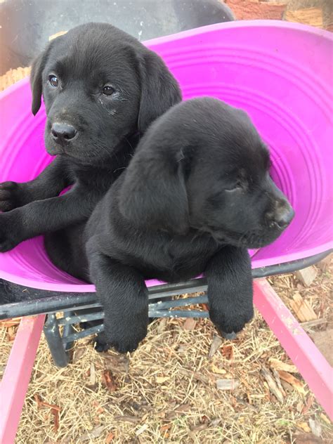  Puppies are ready for their forever home