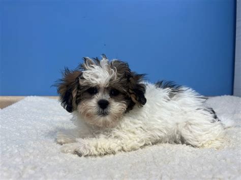  Puppies are still available at Petland Batavia, which is a licensed Dog Dealer