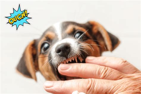  Puppies begin biting as soon as they are able, and this often lasts months, though some breeds can take over a year to grow out of this biting phase