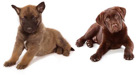  Puppies born from mixed Belgian Malinois and Labrador parents usually learn commands quickly, and improve their training over time