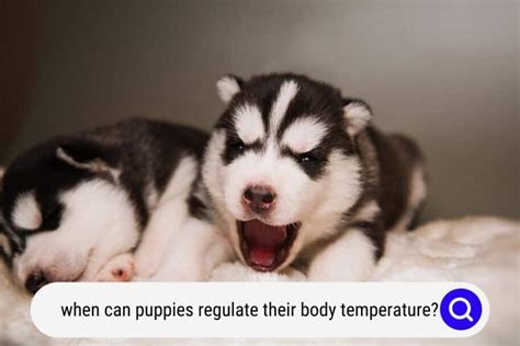  Puppies cannot regulate their body heat by themselves, and it is up to you to keep the ambient temperature warm for them