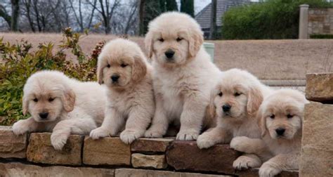  Puppies for Adoption — Rescue a Puppy Today! Ellsworth, WI English cream golden retrievers