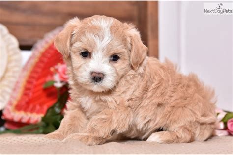  Puppies for Sale from Lancaster, Pennsylvania Breeders