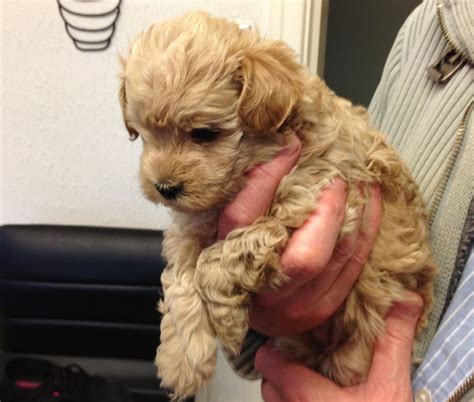  Puppies for Sale near Richmond, Virginia Your search returned the following puppies for sale