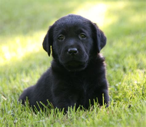  Puppies for sale 5 black puppies left