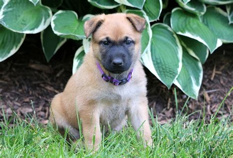  Puppies for sale Belgian Malinois mix