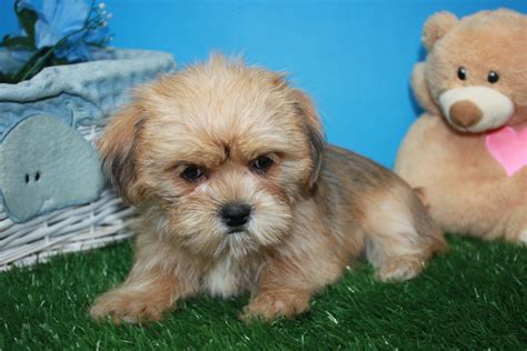  Puppies for sale in Long Island, New York