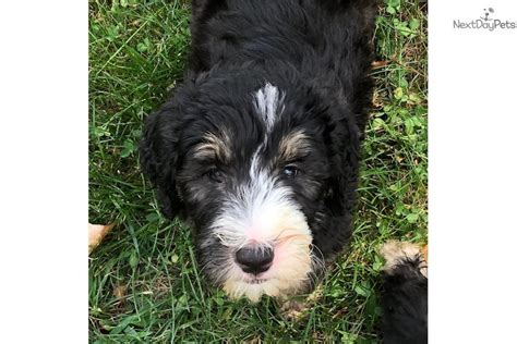  Puppies for sale in Near Morgantown, WV