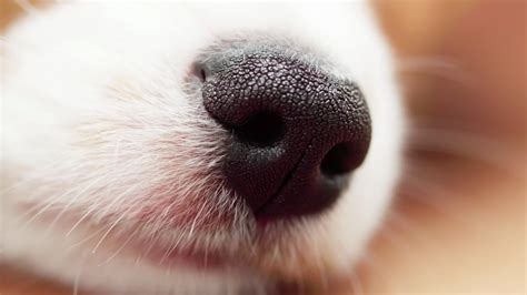  Puppies have a very strong sense of smell, and it helps them feel you close