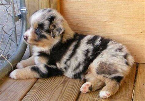  Puppies have beautiful coats, are playful and have …