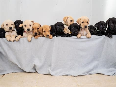  Puppies in this litter will have short, straight hair coats and sweet personalities as both parents have produced amazing family pets