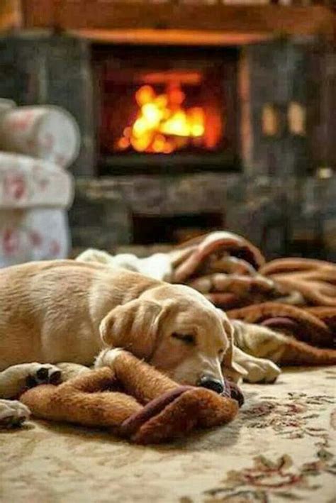  Puppies like to feel snug and warm when they sleep