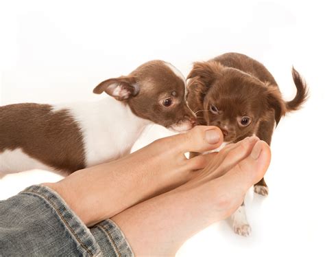  Puppies love biting feet, shoes, and shoelaces as part of play