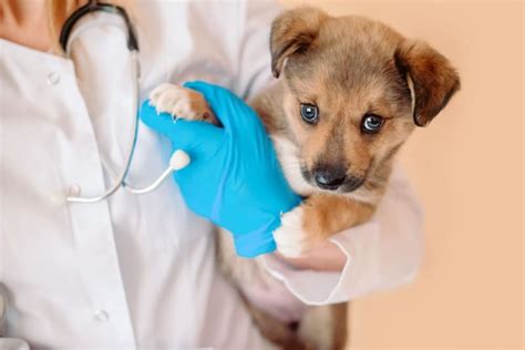  Puppies will generally have a first veterinary visit at the age of six weeks by the person who has the mother dog
