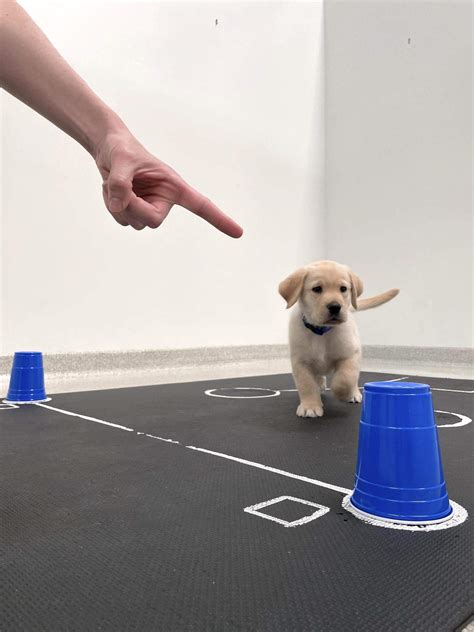  Puppies will likely need some extra play sessions as well