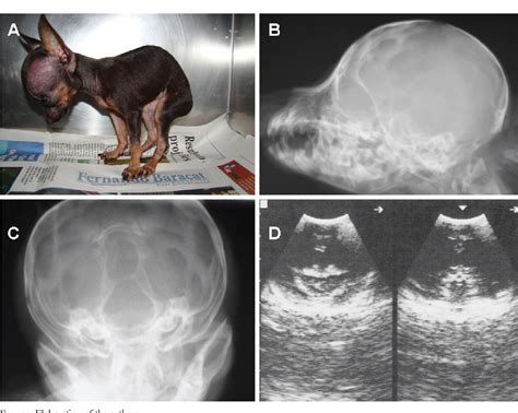  Puppies with congenital hydrocephalus may do well following shunt placement if severe brain damage has not occurred