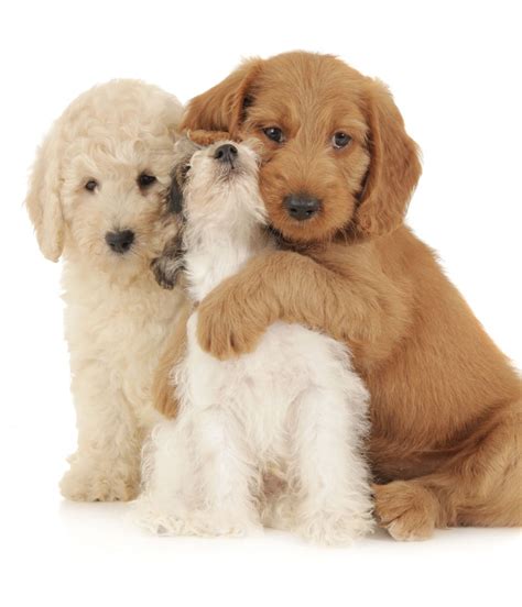  Puppies with nice temperaments are curious and playful, willing to approach people and be held by them