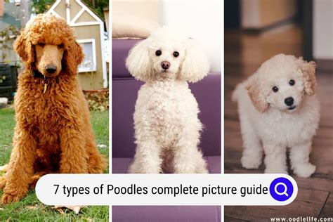  Puppy: Starting at just about the 3 month mark, Poodles of all varieties should be eating 3 meals per day, plus snacks