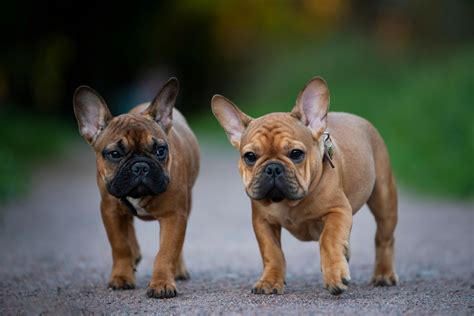  Puppy By the time your French Bulldog reaches puppyhood their personality will be well developed