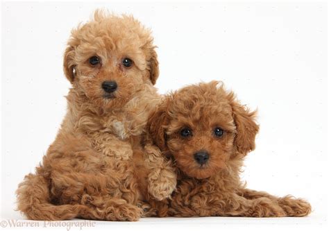  Puppy Potential: Toy Poodle puppies offer the potential for a long companionship, allowing owners to shape their training, socialization, and development from a young age