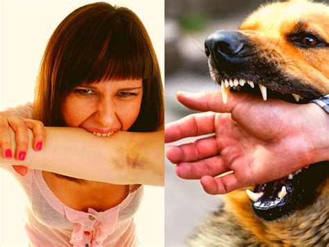  Puppy biting occurs more than any other behavior