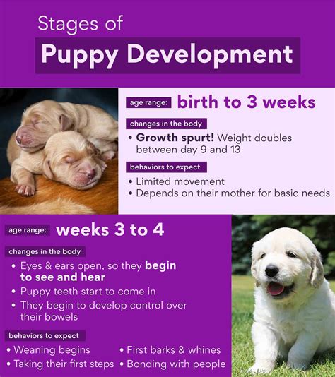  Puppy development week by week, changes quickly