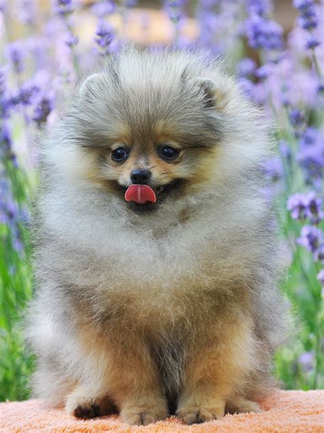  Puppy for sale lavender Pomeranian