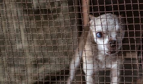  Puppy mills are awful places where the health and welfare of dogs is sacrificed in order to make a quick buck