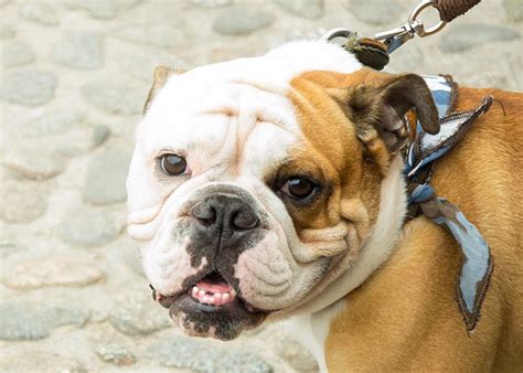  Puppy or adult, take your Bulldog to your veterinarian soon after adoption
