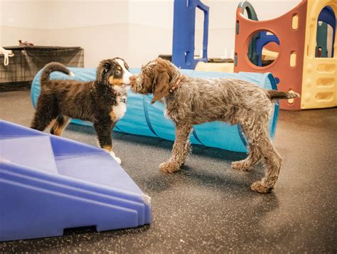  Puppy socialisation classes are a great way to get your pup used to new dogs