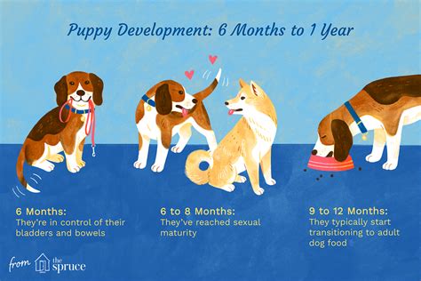  Puppyhood The first growth phase — puppyhood — has six development stages