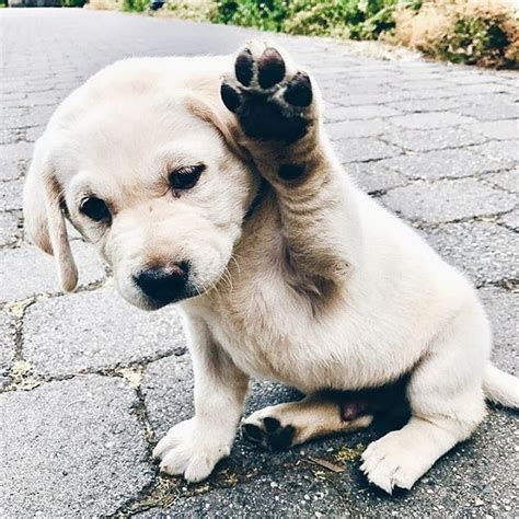  Pups are hand raised each with their own personalities