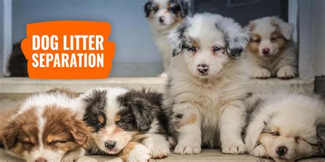  Pups that stay with their litter too long before being placed in their new homes may have a hard time adjusting to their new home after 12 weeks of age