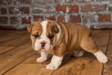  Purchase the best english bulldog puppies online from trustworthy Breeders