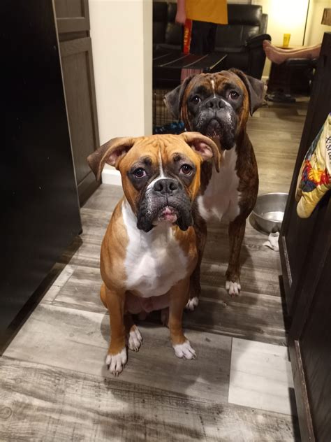  Purchasing a boxer puppy in North Carolina directly from a breeder can be expensive; however, it is also the best way to ensure that you are getting an animal that has been raised with proper care