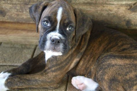  Pure bred Boxer Puppies parents on sight There are 3 males and 1 female left