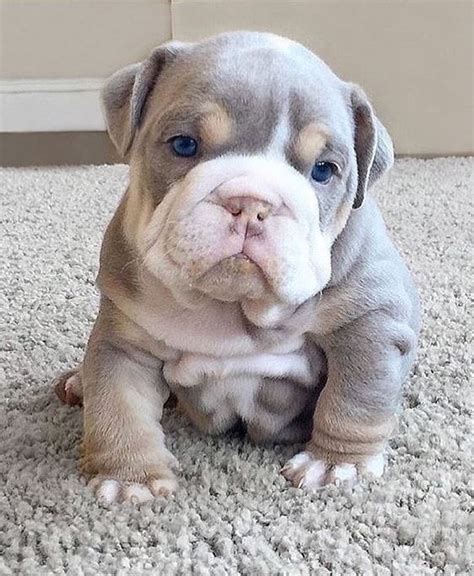  Pure bred English bulldog puppies for sale both male and female they are well trained,friendly with kids and other pets, vet checked and come alongsid…