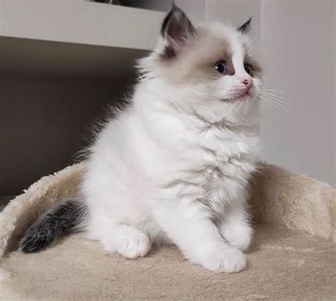  Pure bred Ragdoll Kittens from Registered parents
