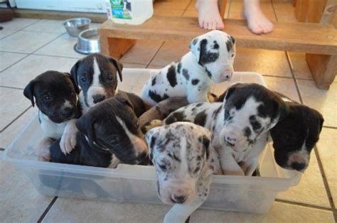  Purebred Great Dane Pups 2 x males, 2 x females 11 weeks old and ready for their new home