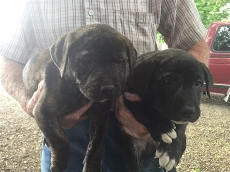  Purebred Puppies for Sale in North Carolina