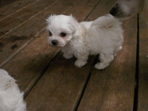  Purebred Puppies for Sale in Tennessee