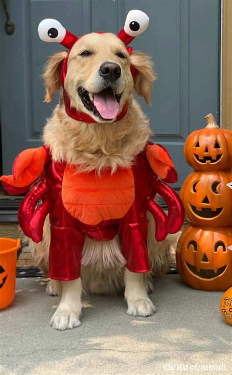  Put the main part of the costume on your dog