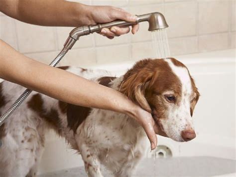  Put your dog into lukewarm bathwater
