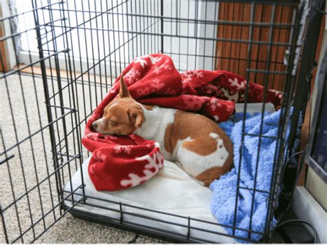  Putting your dog in a dog crate in your trunk and covering the container with a blanket might help to calm your dog some