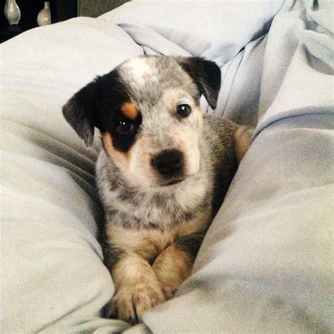  Puyallup rehoming Blue heeler lab mix puppy