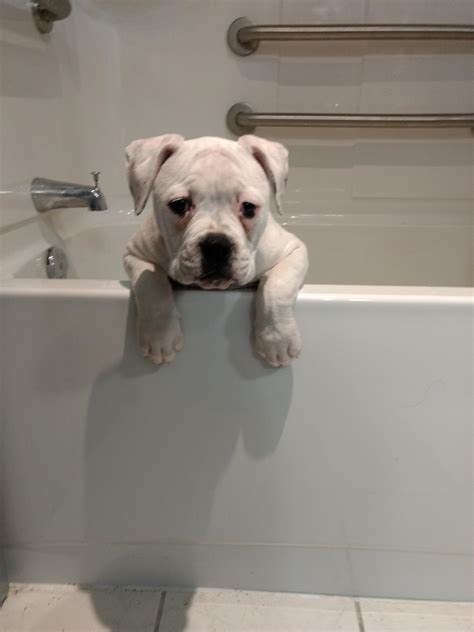  Q: How can I calm my nervous French Bulldog puppy during baths? To calm a nervous French Bulldog puppy during baths, start by creating a positive environment with soothing sounds, warm water, and gentle handling; use treats and praise as rewards for calm behavior; introduce bath elements gradually, starting with just water, then adding dog-safe shampoo; and always end the bath on a positive note, such as with a favorite toy or treat