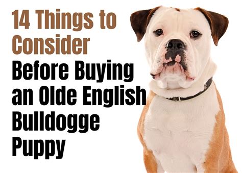  Q: What should I consider before buying an English Bulldog? A: Before purchasing an English Bully, consider factors such as your lifestyle, living space, and the commitment required to care for this breed