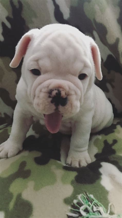  Questions about Bulldog puppies for sale in Miami FL? We have answers